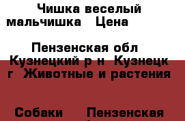 Чишка веселый мальчишка › Цена ­ 7 000 - Пензенская обл., Кузнецкий р-н, Кузнецк г. Животные и растения » Собаки   . Пензенская обл.